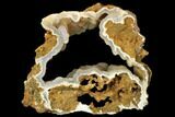 Agatized Fossil Coral Geode With Fossil Gastropod - Florida #187993-1